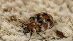 Como se livrar rapidamente dos percevejos dos tapetes e evitar que voltem a aparecer