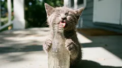 10 mitos sobre gatos em que já é hora de deixar de acreditar