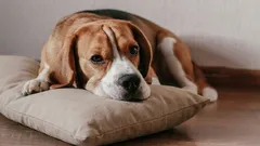 Como ajudar um cão a lidar com a solidão: o método da "almofada perfumada"