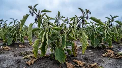 Por que é que as beringelas perdem a cor: não controlou bem a temperatura