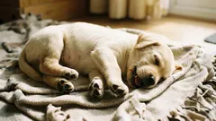 Por que o cão se mexe com as patas durante o sono: é necessário se preocupar?