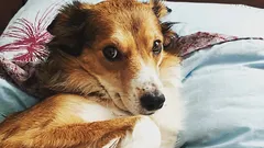 Como perceber que o seu cão não confia em si: três comportamentos que confunde com obediência