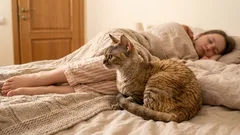 10 sinais de que o seu gato o protege