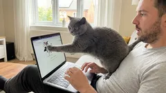 A obsessão felina pelo dono: por que o gato me segue por toda parte?