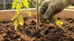 O segredo do rendimento: por que razão se devem remover as folhas inferiores das mudas de tomate aquando do plantio