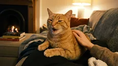 A gata agradece-nos e nós afastamo-la. Como não ignorar os sinais importantes do nosso animal de estimação