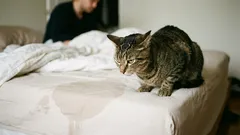 A gata começou a fazer as suas necessidades na cama do dono. Quais são as razões para este comportamento e como resolver a situação?