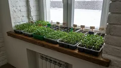  Por que essas flores devem ser plantadas como mudas em janeiro? Uma lista de flores para plantar em janeiro!