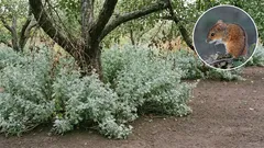 Os ratos do campo estão a causar estragos no seu jardim? Plantas com aroma forte e medidas simples que irão reduzir os danos a longo prazo.