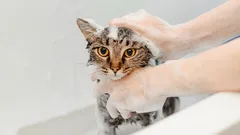 Como dar banho ao gato sem stress: preparação, passos e truques que funcionam