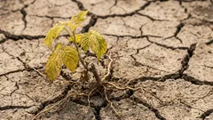 Por que é que as mudas de framboesa murcham após o plantio: erros frequentes dos jardineiros na primavera