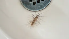 Como eliminar centopeias em casa em 6 passos simples (sem exageros)
