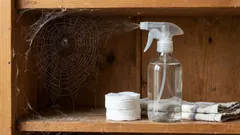 Aranhas em casa: como afastá-las com um spray de vinagre e alguns passos simples
