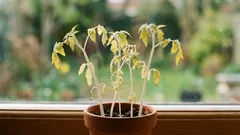 Ajuda de emergência: como alimentar mudas fracas se faltar uma semana para o plantio