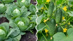  O que acontece se plantarmos couve ao lado de pepinos: um erro ou a decisão certa?