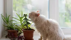 As 5 plantas de interior mais seguras para animais de estimação: beleza sem riscos para os seus animais