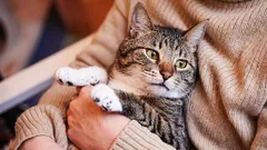 Quando os gatos envelhecem e como a sua idade difere da dos cães