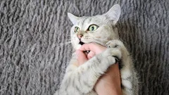 Da afeição à mordida é só um passo: as razões ocultas pelas quais um gato lambe e depois ataca