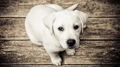 7 raças que as pessoas evitam ter: o que há de errado com elas?