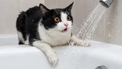 O que estamos a fazer de errado, na opinião da gata: coisas que a deixam perplexa