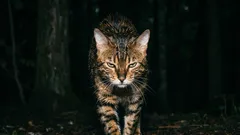 Não adote estas gatas, sob nenhuma circunstância! As raças de gatos mais agressivas