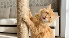 Como impedir o seu gato de arranhar o sofá sem castigos: um plano simples em 7 passos