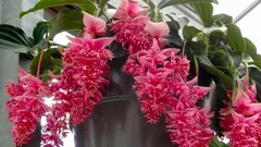 Vale a pena comprar medinila e azálea? O que precisa de saber antes de trazer plantas floridas para casa