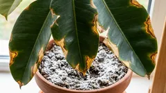 Como uma planta pede ajuda quando o solo fica salino. Os primeiros sinais