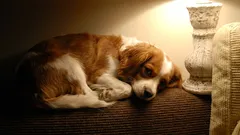 É aconselhável deixar as luzes acesas quando o cão fica sozinho em casa?