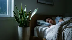 Três plantas de interior para o quarto que podem melhorar o sono e purificar o ar