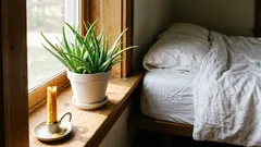 Que plantas colocar no quarto: 3 opções fáceis e bonitas