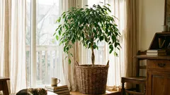 10 plantas de interior de longa duração que se adaptam bem ao dia-a-dia e podem viver até décadas