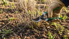 Como podar a lavanda na primavera: um guia detalhado para uma floração exuberante