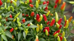 A pimenta ideal: por que não se deve plantar muito perto e a que distância plantar, na verdade