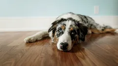 Como manter a qualidade de vida do seu cão à medida que envelhece (sem complicações)