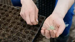 O melhor é plantar esta flor em abril.