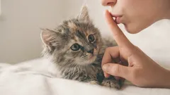 11 gestos simples a que os gatos obedecem sem contestar