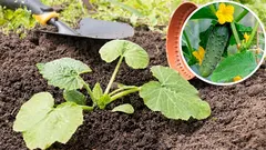 Quando semear pepinos em solo aberto: orientação pela bétula e pelos dentes-de-leão