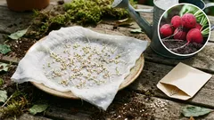 Plantar rabanetes no jardim: um segredo simples para obter bulbos perfeitos.