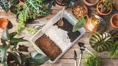 O substrato ideal para as tradescantias: guia completo sobre como escolher e preparar