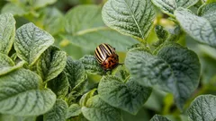O escaravelho do Colorado: como se livrar dele sem venenos e por que a mistura de cinza com alcatrão faz com que os pragas abandonem o terreno
