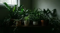 10 plantas de interior que aguentam a falta de luz: não são plantas que gostam de sombra, mas sim plantas resistentes à sombra