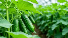 Estresse nos pepinos: por que endurecer as mudas de pepino com gelo antes do plantio