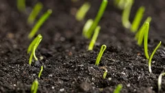 Calendário da cebola em Portugal: quando semear, transplantar e colher sem falhas