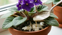 Uma colher de chá debaixo da raiz – e a violeta florescerá continuamente: as folhas nem se verão por trás das flores.