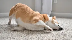 O seu cão esfrega a cara no tapete? Motivos comuns e sinais que não deve ignorar