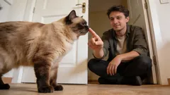 6 regras básicas de etiqueta felina que todo dono deve saber