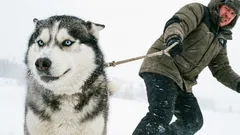 10 raças de cães que não perdoam os erros de donos inexperientes