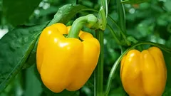  O que não se deve, em caso algum, plantar ao lado das pimentas: o inimigo da sua colheita