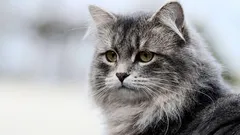 8 raças de gatos interessantes que dificilmente são adequadas para um principiante